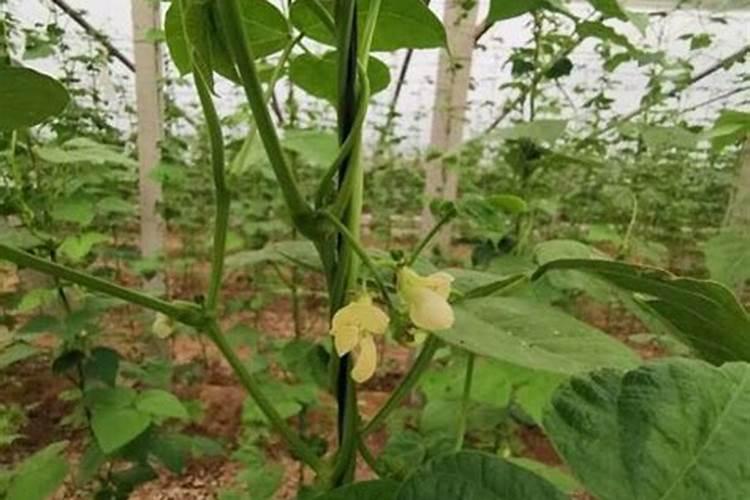 纯硫基复合肥的特点