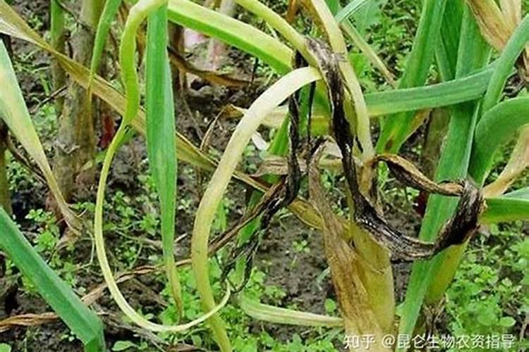 蒜苗适合用什么叶面肥