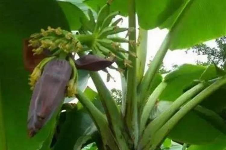 草木灰和铵态氮肥反应方程式