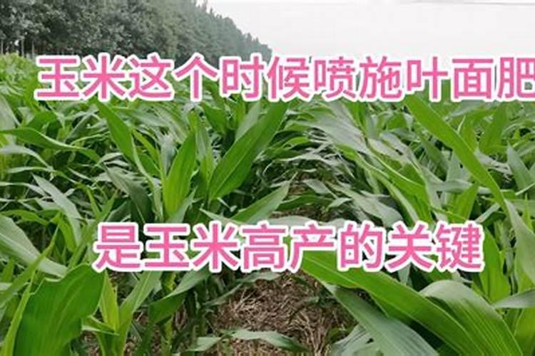 尿素喷叶面肥的用量