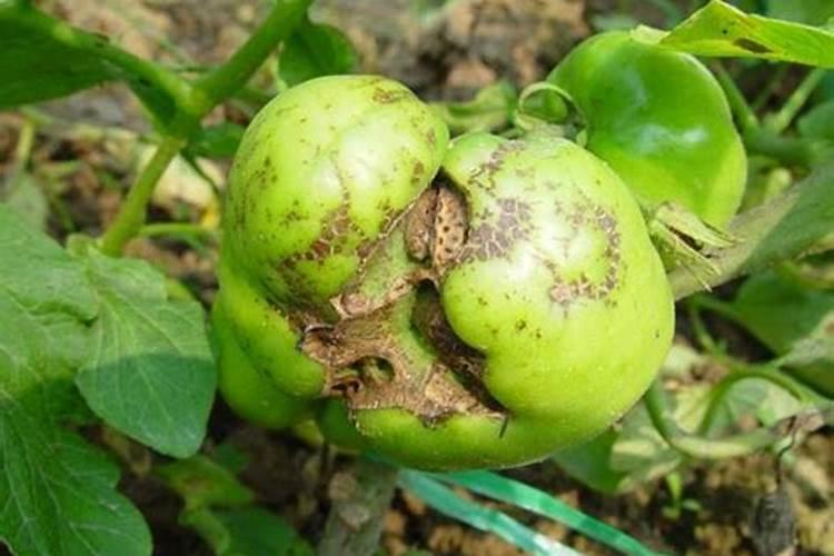 西红柿什么时候施肥 西红柿施肥时间