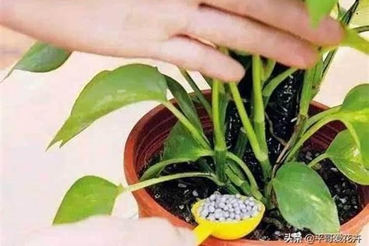 绿植黄叶是缺什么营养
