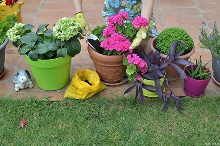 要是我们不施肥而且植物晒太阳多浇水植物会怎么样会好吗？