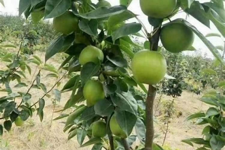 为啥说“氮”长叶子”磷“长果,“钾肥”不足长柴火？