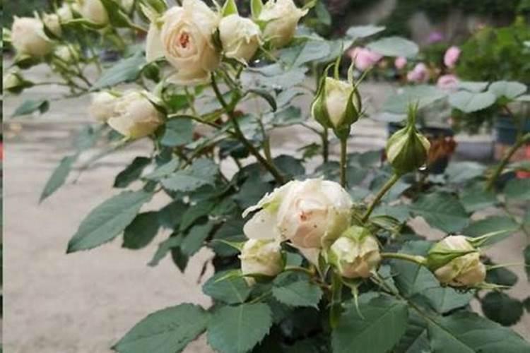 水溶肥是什么肥料