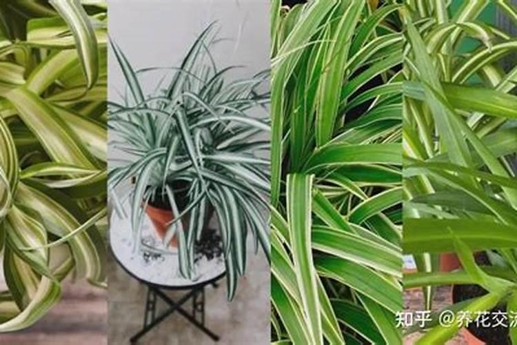 复合肥可以浇吊兰吗