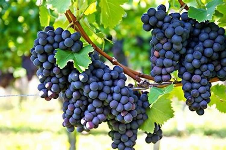 盆栽葡萄肥水管理