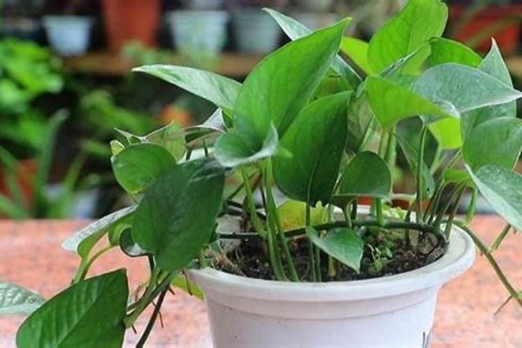 核桃树什么时候打农药？