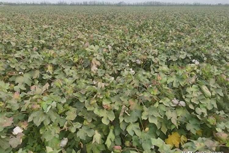 西瓜施什么肥料最甜