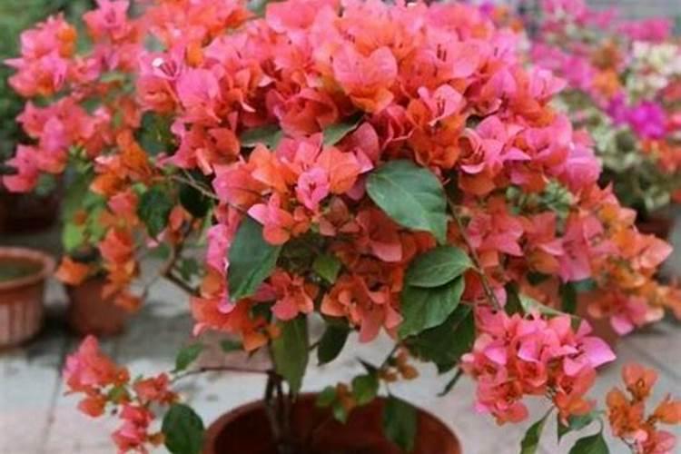 含锌量高的10种水果