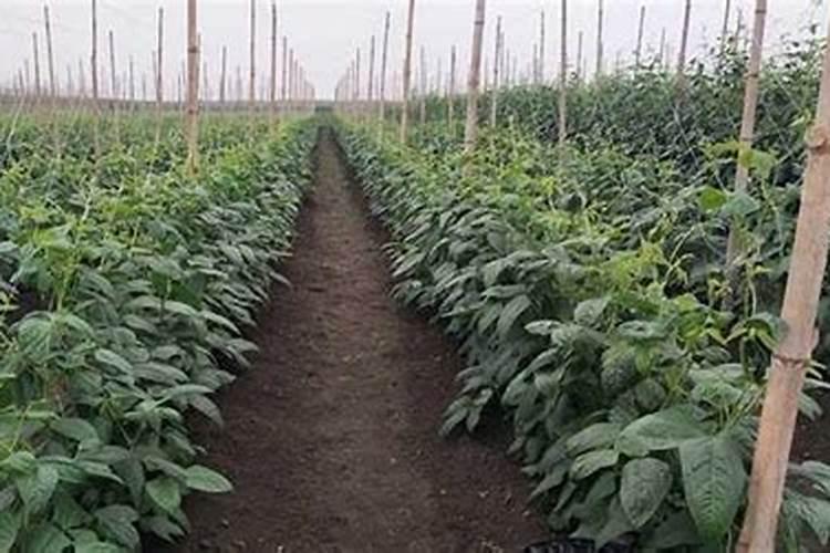 大棚种植豇豆如何通风 豇豆成熟采收要注意什么