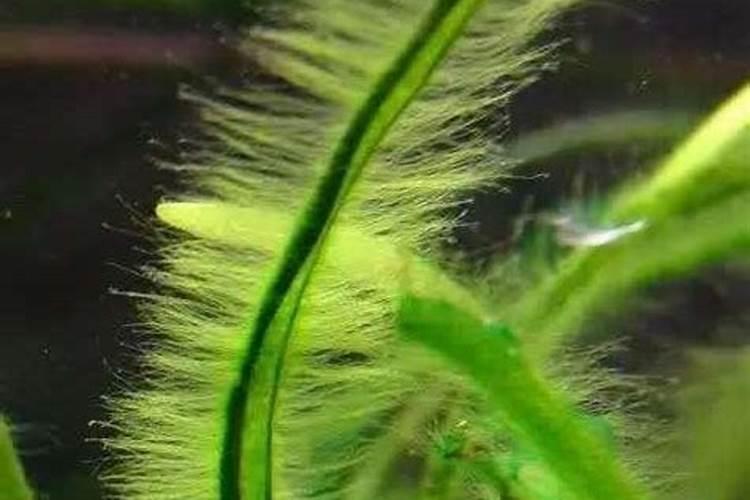 农用硫酸亚铁的作用