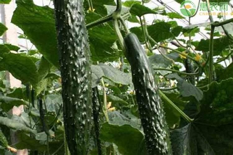 柚子膨果期用哪种肥料合适？柚子专用水溶肥有什么好处？