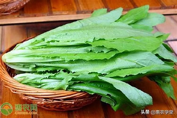油麦菜大棚种植技术