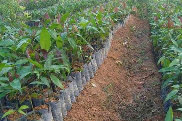 芒果幼苗移栽后多久施肥