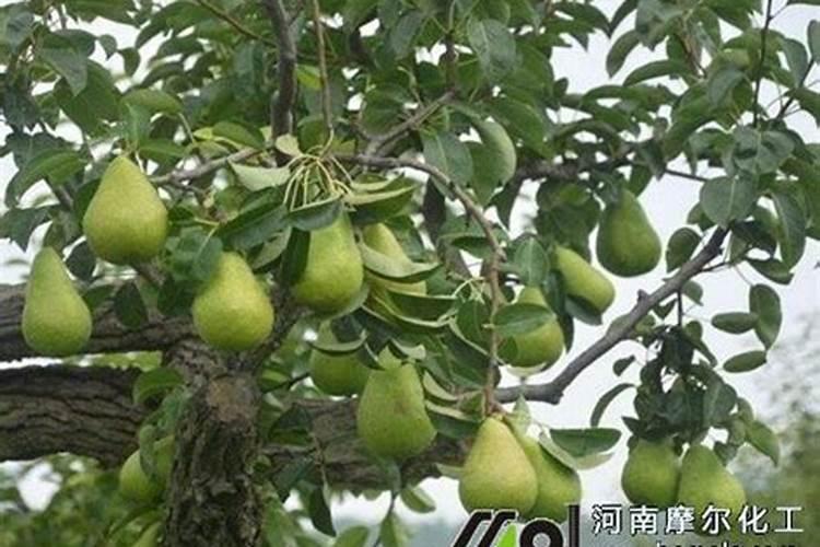 7月份大樱桃叶面肥用什么好呢