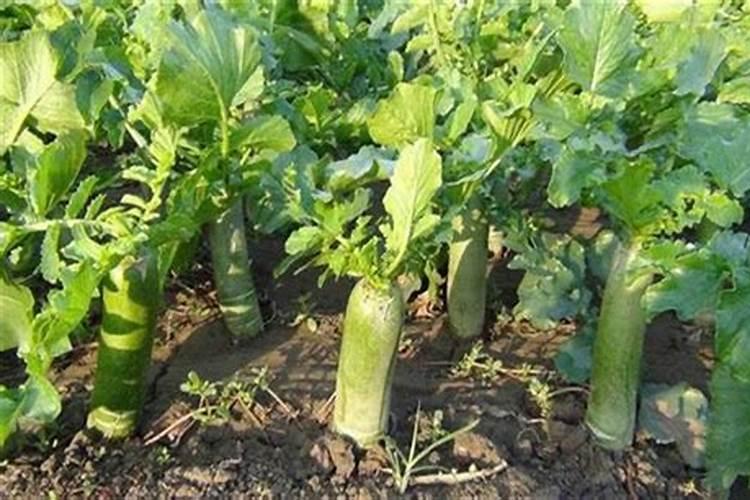 磷肥种花生怎么使用