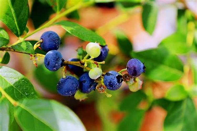 新移栽的苗木,生根剂多久用一次