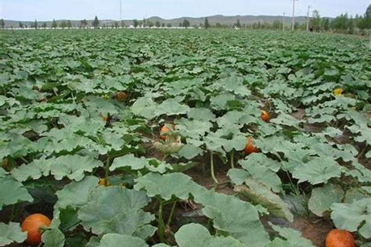 大蒜年后追什么肥料好