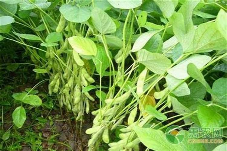 大豆初花期盛花期用什么叶面肥最好