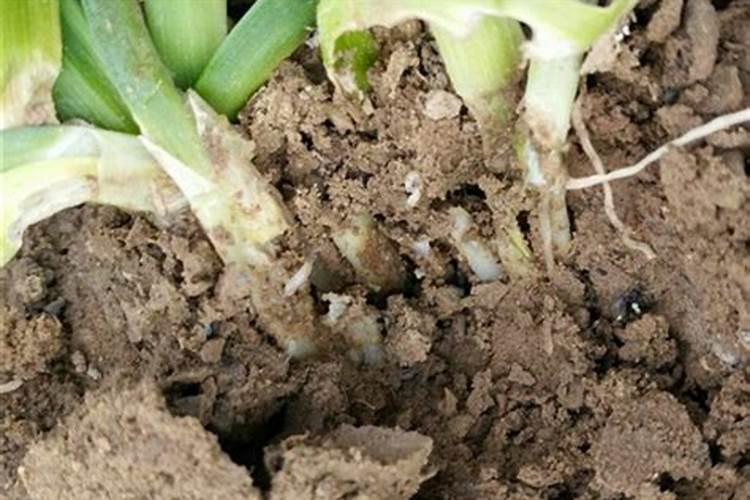 果树冲施肥的使用方法,使用果树冲施肥要注意什么？