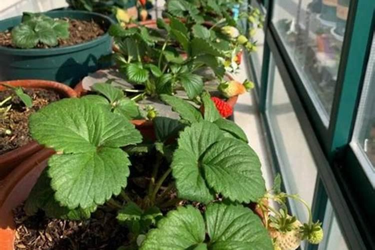 在农村种植一亩小麦,每年的收入能达到多少？