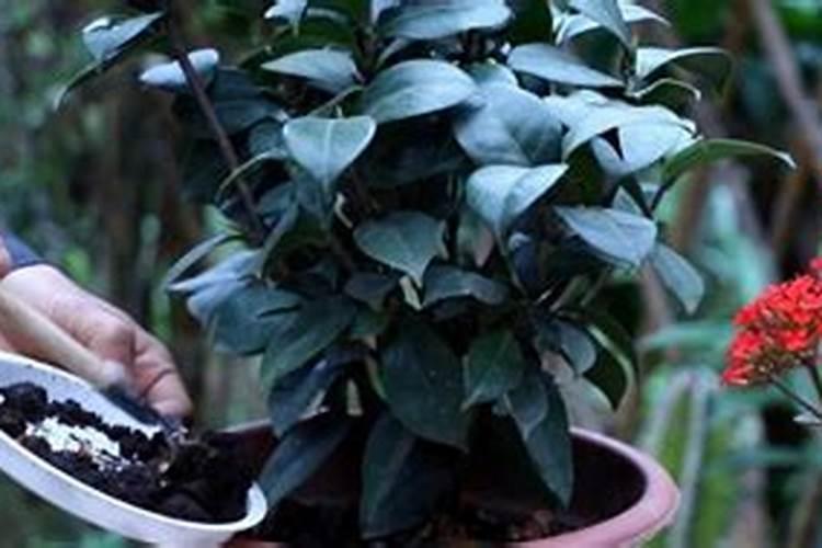 茶花长新芽时施肥有哪些讲究