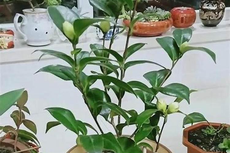 茶花怎么进行施肥植株枝繁叶茂开花多