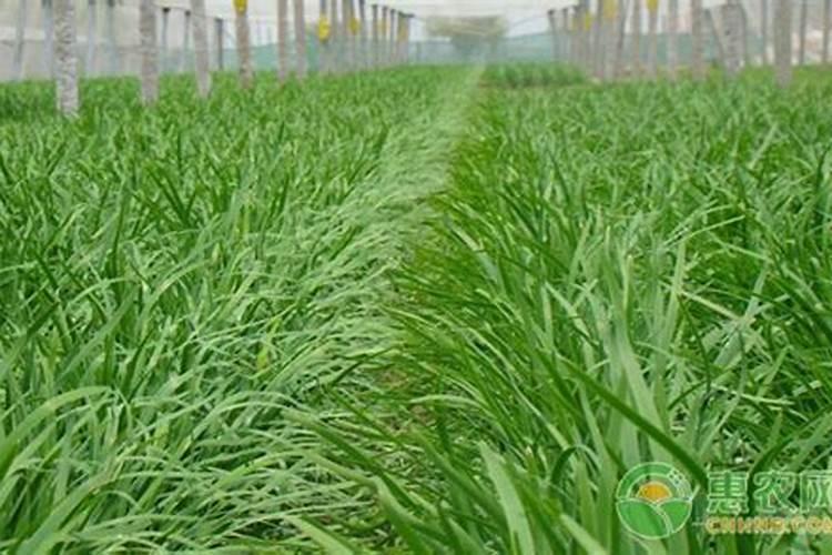 水生富贵竹怎么养？生根了怎么还是很容易黄？