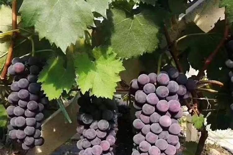 草莓坏了,有什么用？