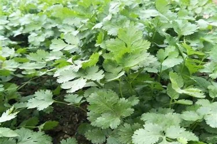 香菜控旺用什么药比较好