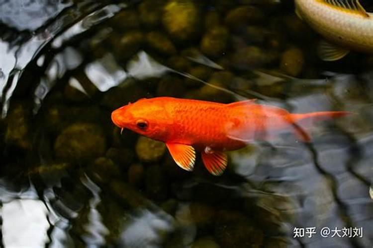 花叶病毒病用什么农药