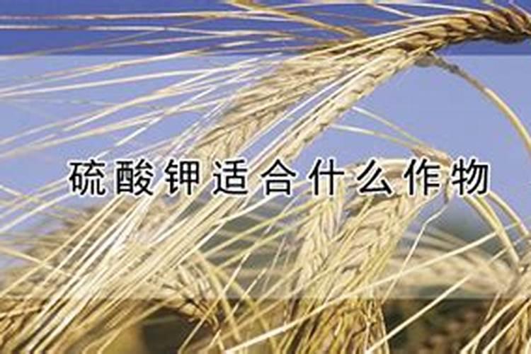 葵花做蕾期用硫酸钾好还是硝酸钾好？