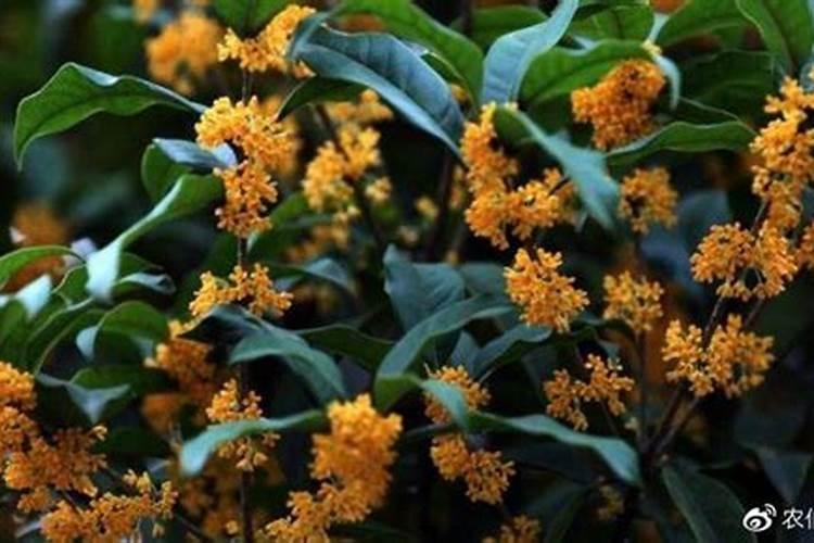 甜瓜起垄种植方法