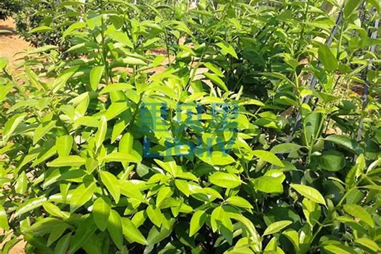 金钱树用什么肥料好