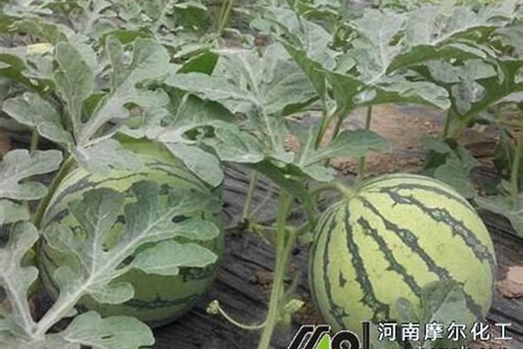种植西瓜用什么肥料最佳