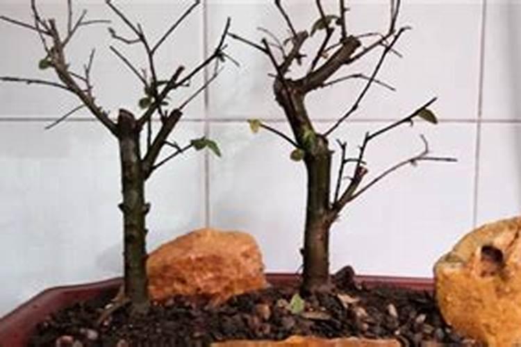 白菜多大时候喷钙镁硼肥好？