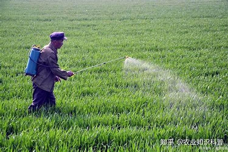 哪些因素会影响肥料肥效