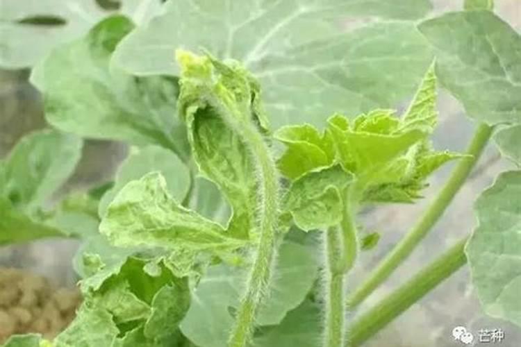 𥐯花在花蕊期怎样浇水施肥管理？如果17中磷酸二氢钾兑水灌根,植枝变...