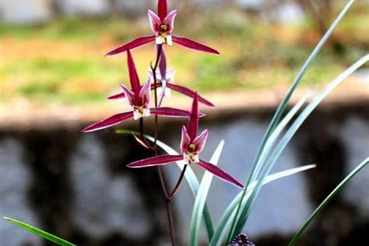 贡菜是不是海里的,贡菜有哪些栽培技术