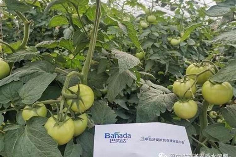 罗布泊牌硫酸钾肥的使用量