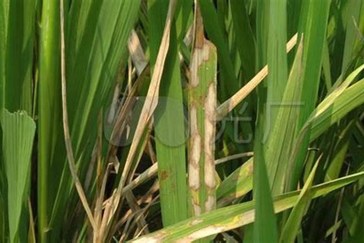 促进水稻分蘖的叶面肥