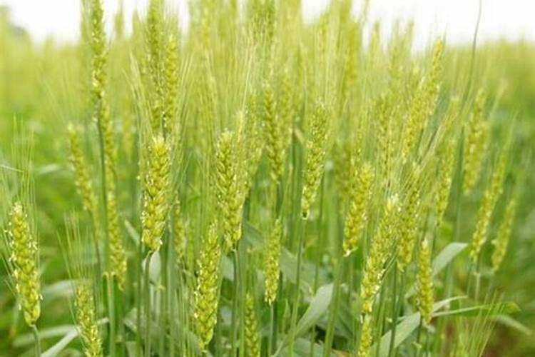 小麦什么时候施肥是最佳时期