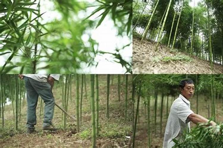 大棚可以种雷竹笋吗