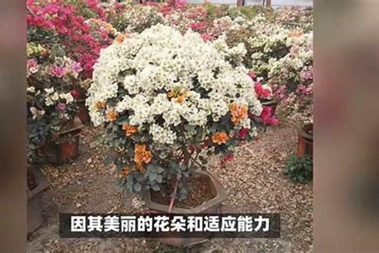 三角梅底肥放什么肥好