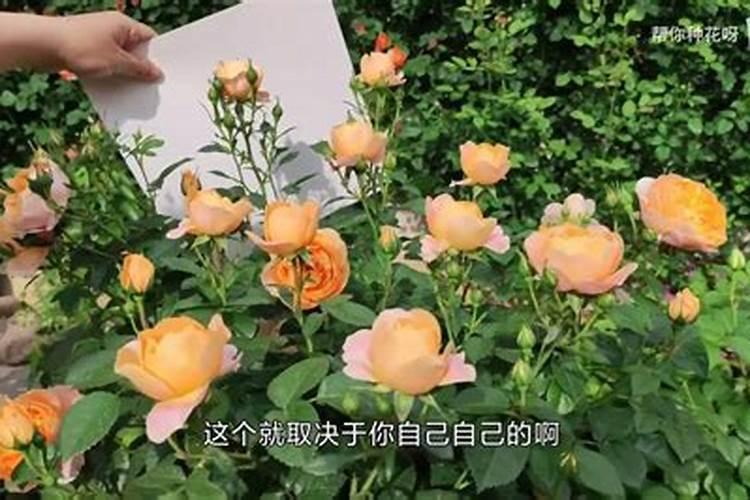 锅炉吹灰器分为哪几种,分别布置在什么们置.(电厂)