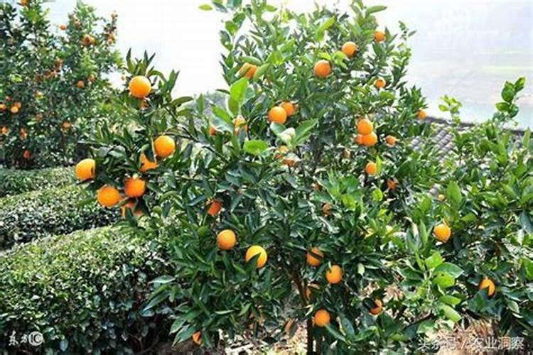 砂糖橘放哪种肥料生长最好,果子最甜