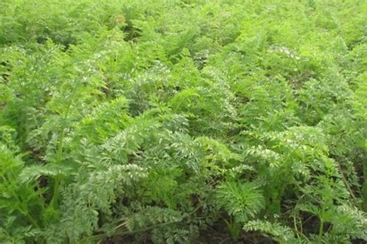 100斤水配多少黄腐酸钾灌根