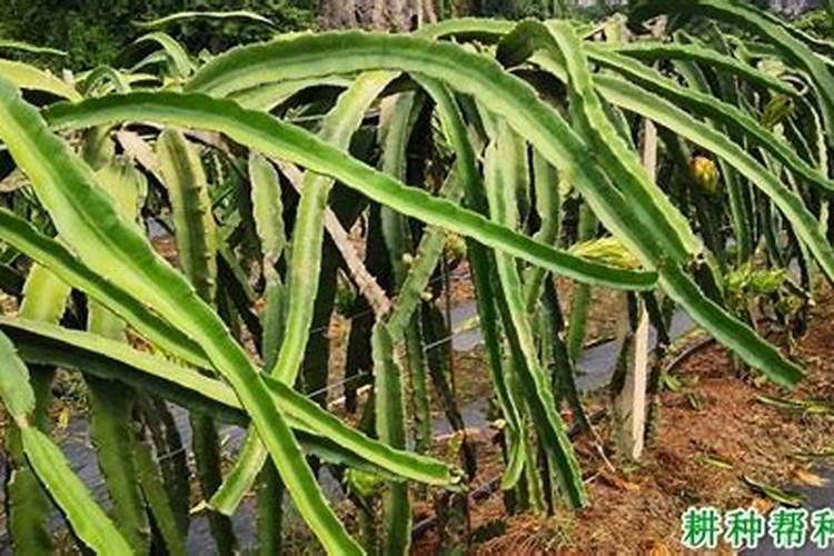 椰棕床垫的危害