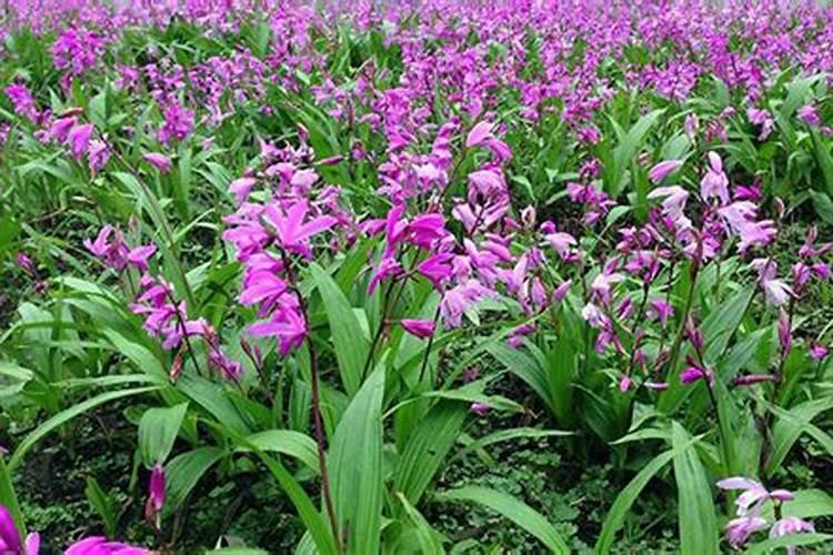 种白芨放什么肥好